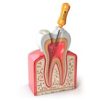 endodontia